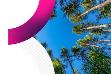 Low-angle view of green pine tree canopies against a clear blue sky, set within a web layout featuring a prominent white space and curved pink graphic.
