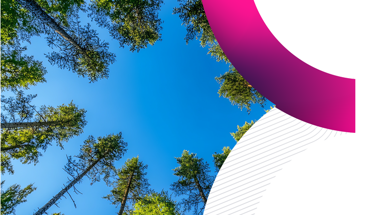 Low-angle view of a lush green forest canopy against a clear blue sky, partially framed by a bold magenta curve and white graphic elements.
