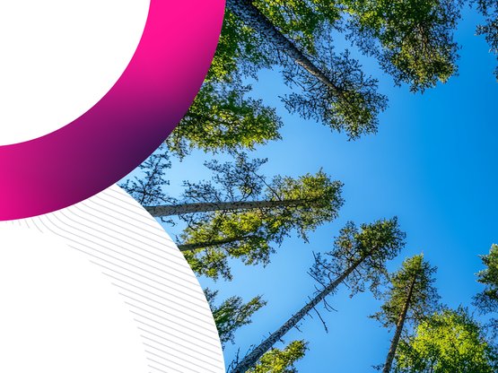 Discover the future of Forestry